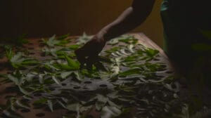 Sen Wellness Sanctuary | Managing Stress with Ayurveda Sen Wellness Sanctuary | Managing Stress with Ayurveda