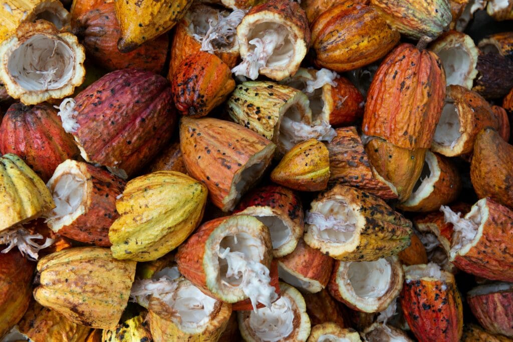 Sen Wellness Sanctuary | Connecting with the Cacao Spirit Sen Wellness Sanctuary | Connecting with the Cacao Spirit