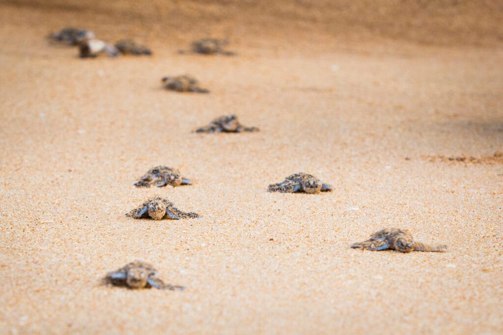 baby-turtles