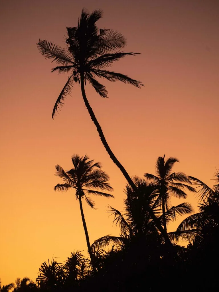 Sen Wellness Sanctuary | Is July a Good Time to Visit Sri Lanka? Sen Wellness Sanctuary | Is July a Good Time to Visit Sri Lanka?