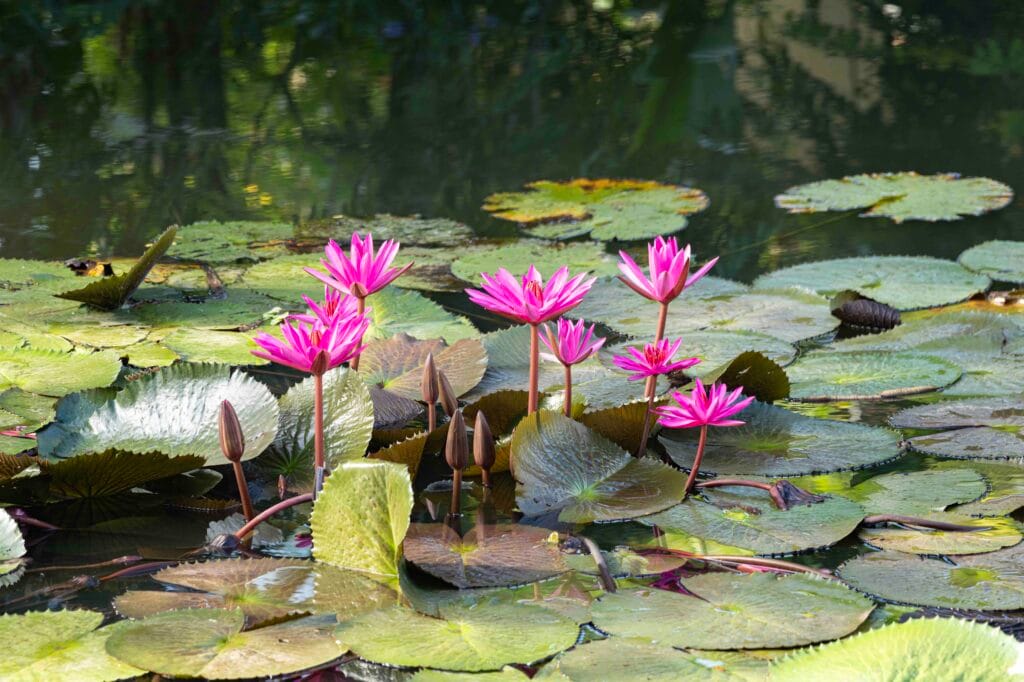 Sen Wellness Sanctuary | Ayurveda for Menopause Sen Wellness Sanctuary | Ayurveda for Menopause
