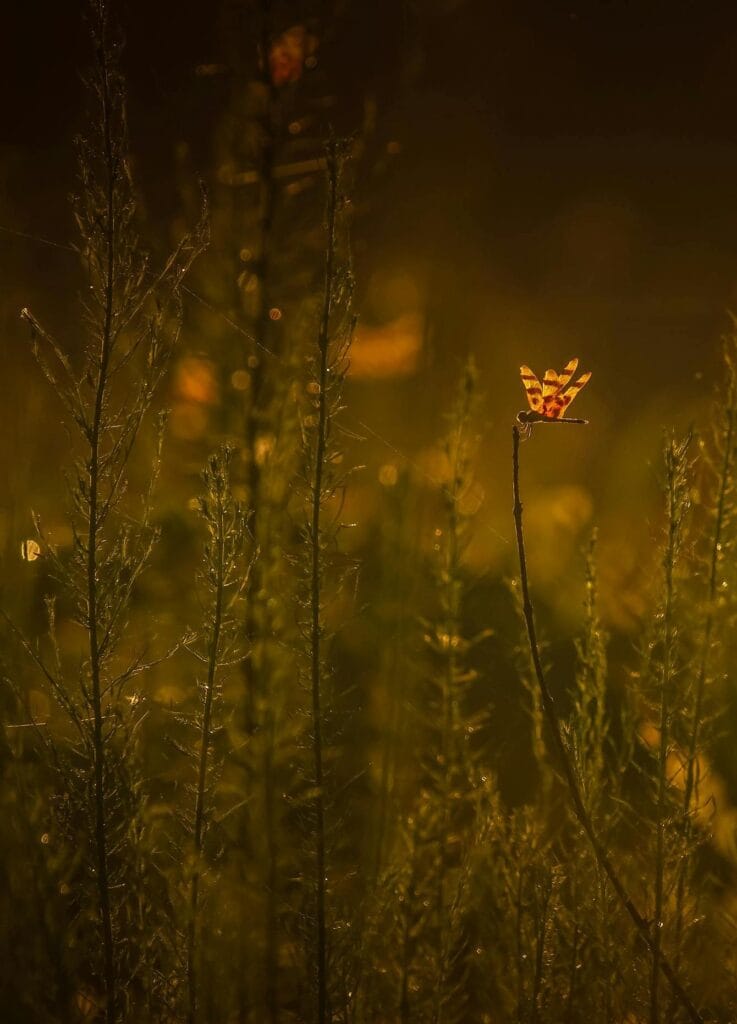 Sen Wellness Sanctuary | Dragonfly Retreat