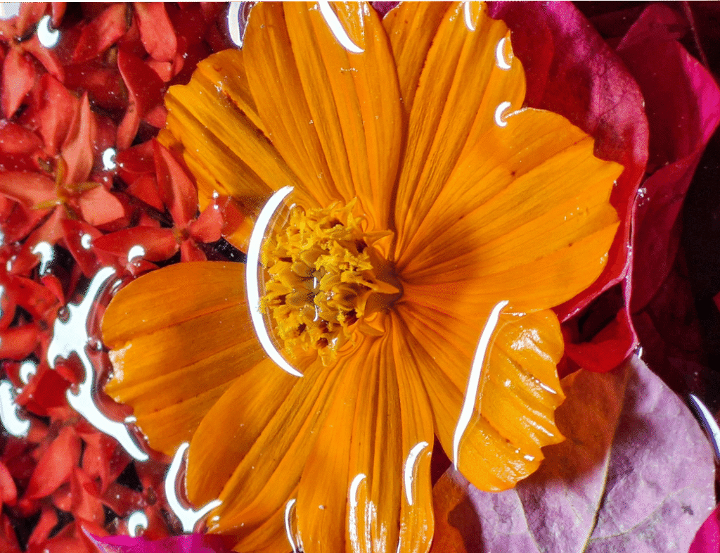 Sen Wellness Sanctuary | Ayurvedic Women’s Health Retreats in Sri Lanka:          Supporting Hormonal Balance at Every Stage of Life