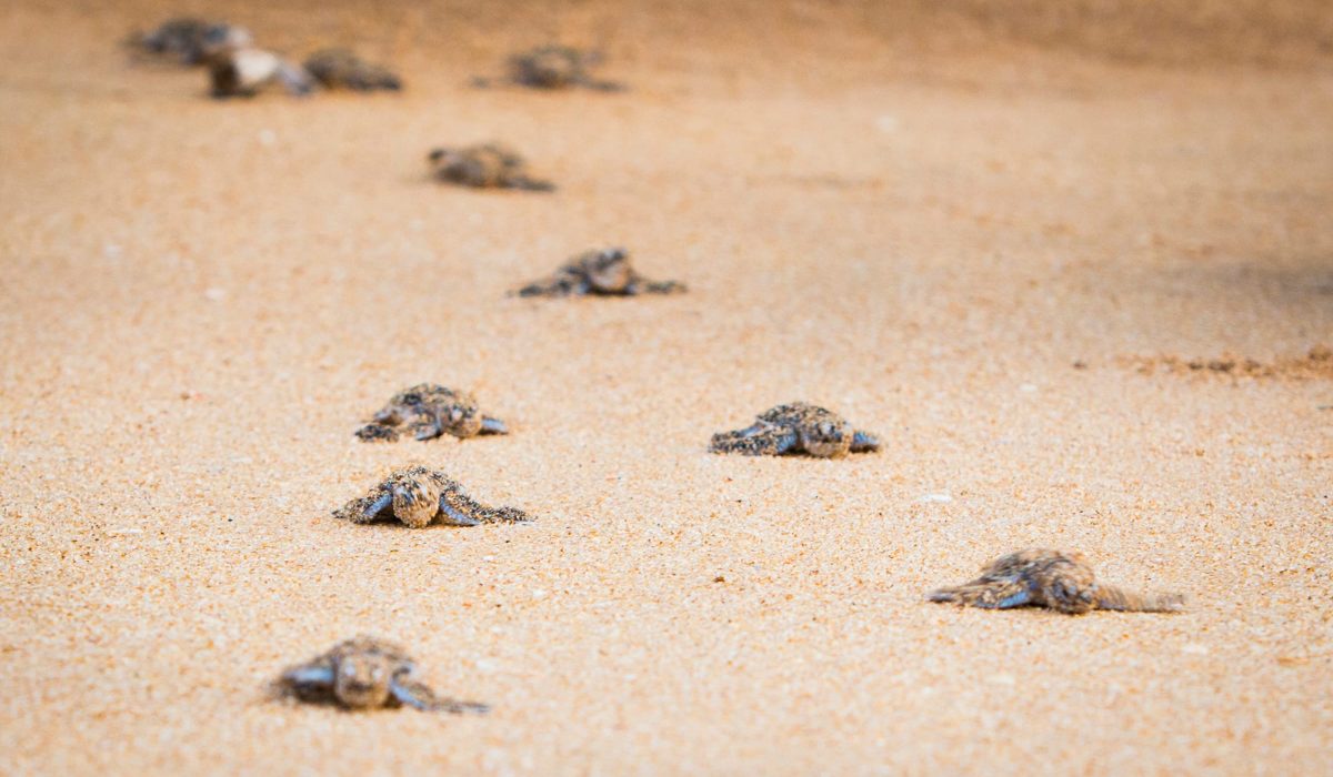 Sen Wellness Sanctuary | A New Year Retreat Experience